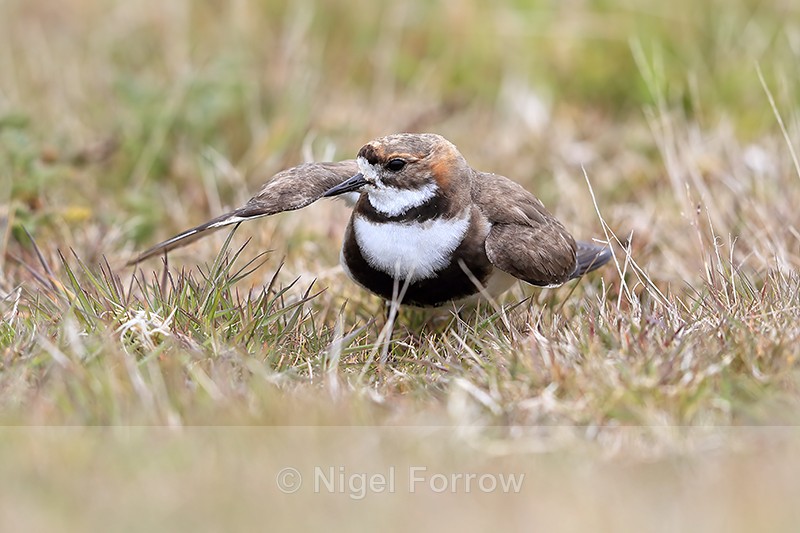 Two-banded Plover feigning injury, Falklands - Two-banded Plover