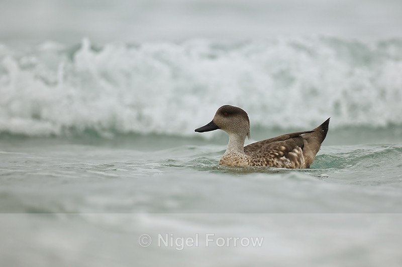 Crested Duck, breaking wave background, Saunders Island, Falklands - Crested Duck