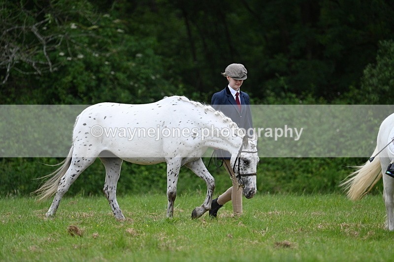 WJ7_4380 - Class 14B Prettiest Mare