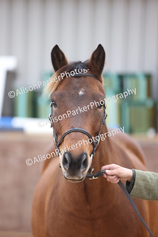 20251109-1106 - Class 29 - Geldings 4 Years and over