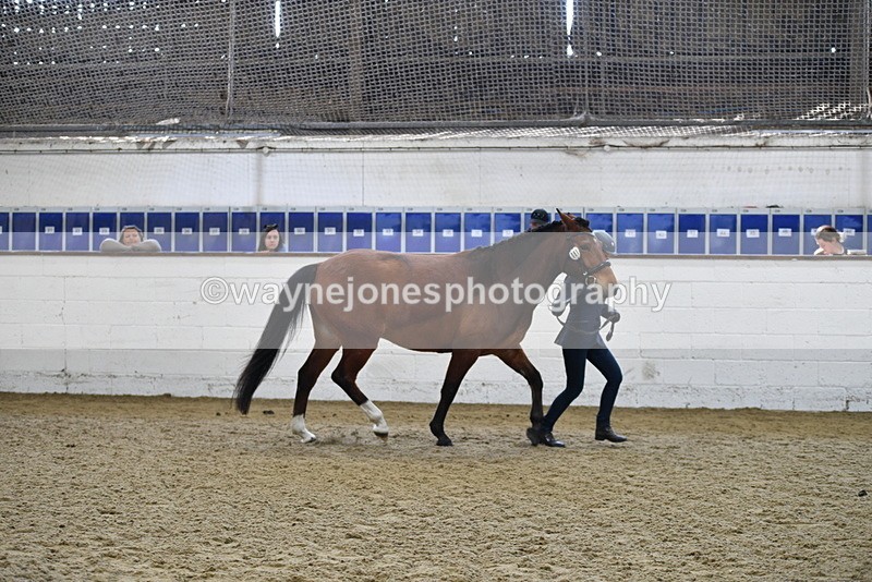 WJ5_4518 - Class 3 Part Bred In hand