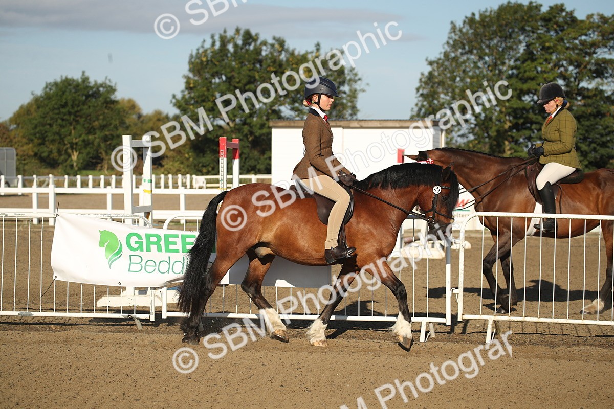 SBM_11493 - Class 502 - Riding Club Horse