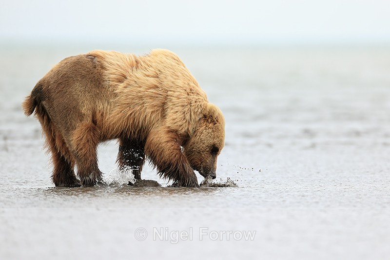 Brown Bear digging for clams at low tide, Silver Salmon Creek, Alaska - Brown Bear