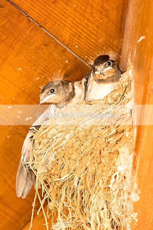 20150611-8E0A9463 - Abroad