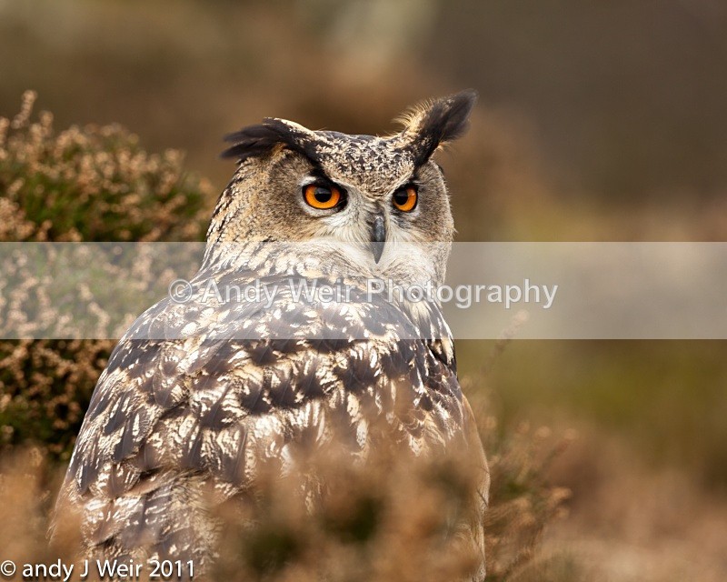  - Eagle Owl