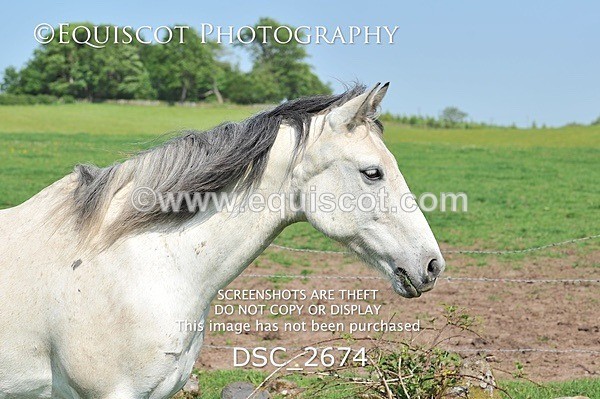 DSC_2674 - ARCHIVE REQUEST - Quincy and Guinness