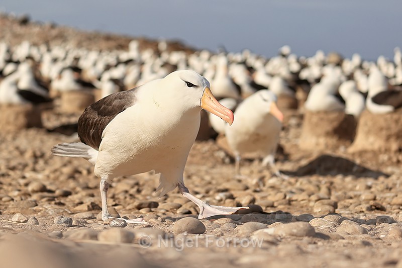 Black-browed Albatross walks by, close view, Steeple Jason, Falklands - Black-browed Albatross