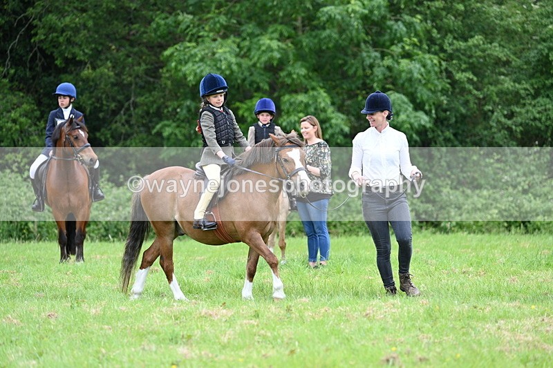 WJ7_4003 - Class 14A Handsome Gelding
