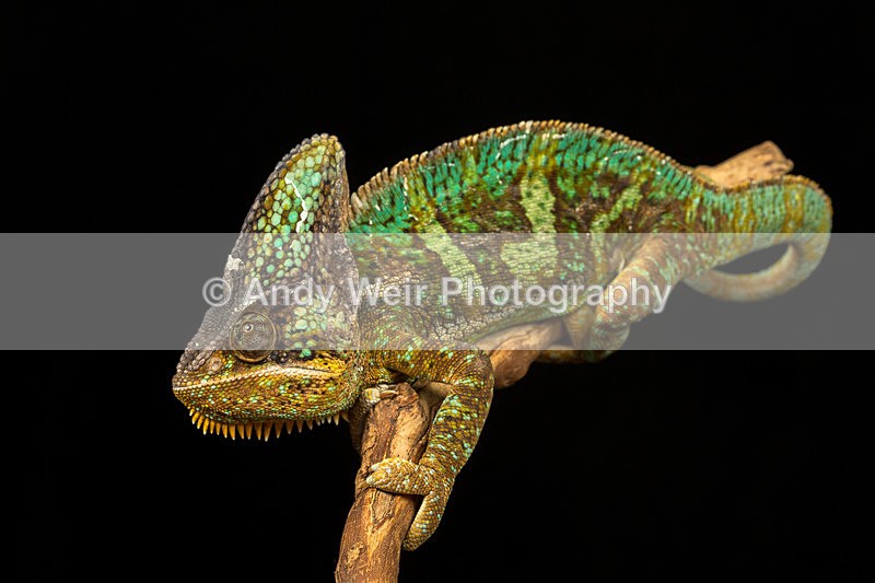 20140120-3K8A8287 - Lizards