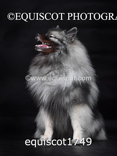 equiscot1749 - HONEY & SHADOW