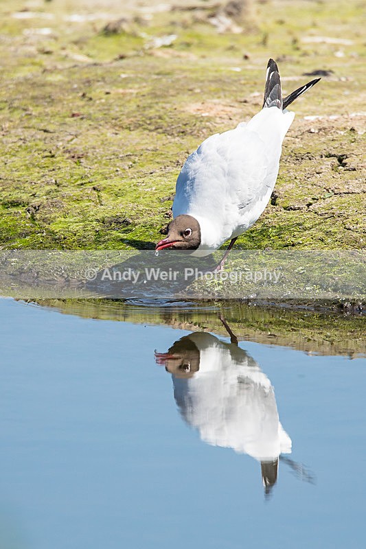 20140517-3K8A1336 - Gulls