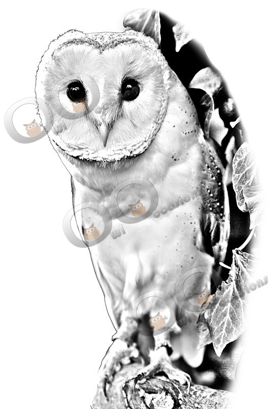  0923 LOKI-1073 - Owls of the World