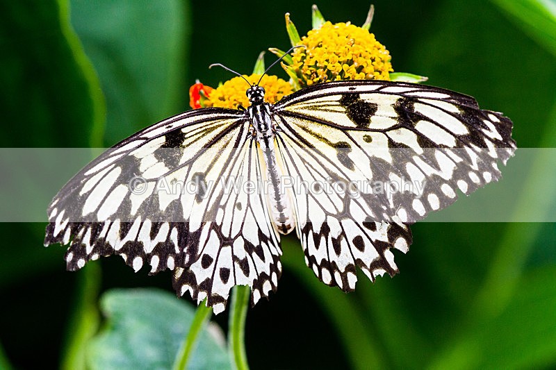 20130803-_MG_5220 - Butterflies & Moths
