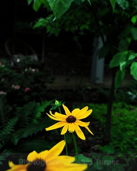 Daisies in the Fading Light - Flowers and Plants