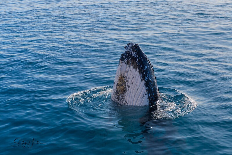 Spy Hop2 _16A7672 - Humpback Whales