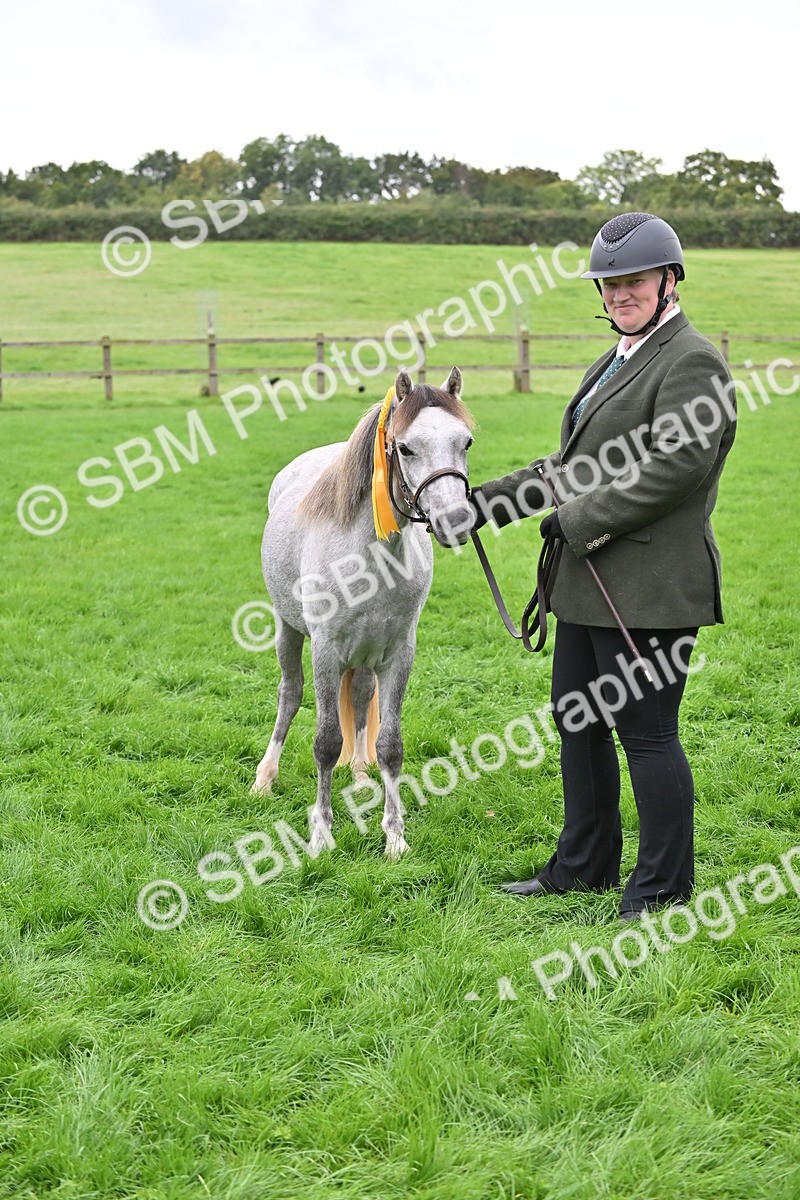 SBM_61086 - S48 - Mountain & Moorland In Hand Small Breeds