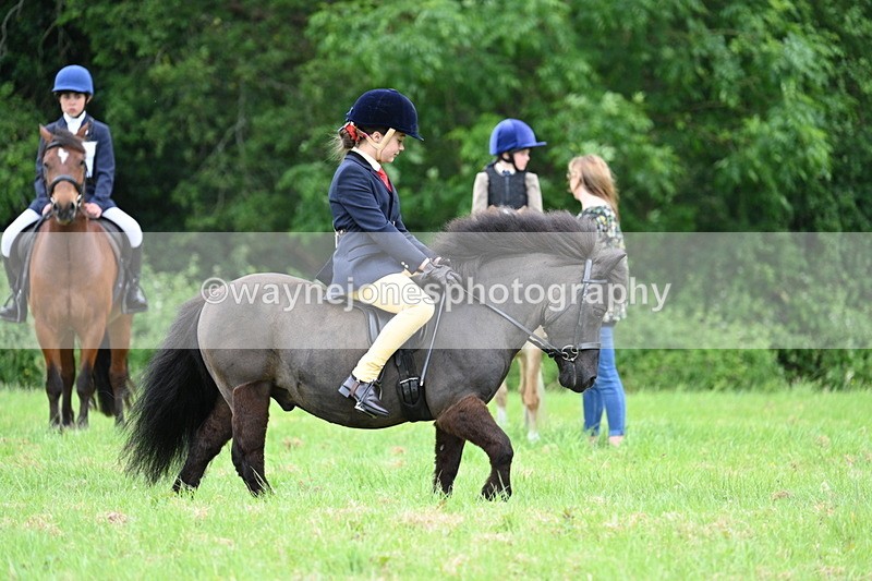 WJ7_3955 - Class 14A Handsome Gelding