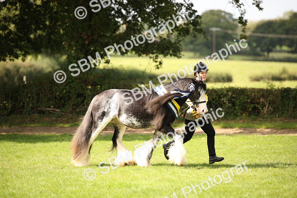 SBM_62976 - In Hand Horse Supreme Championship
