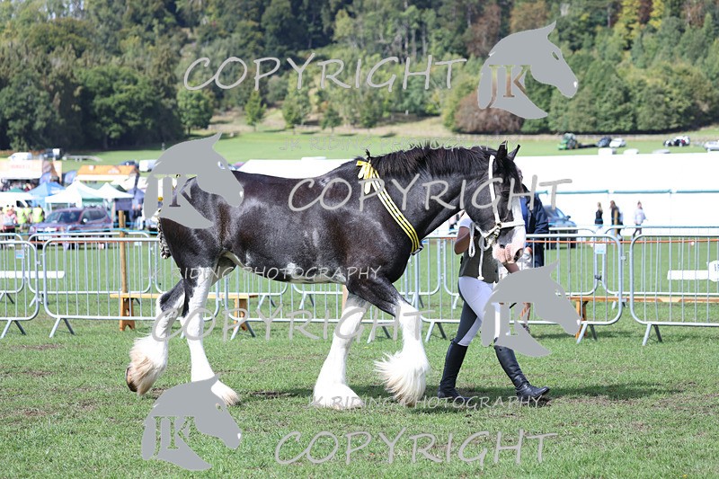 APP_3412 - Class 6 Young Handlers