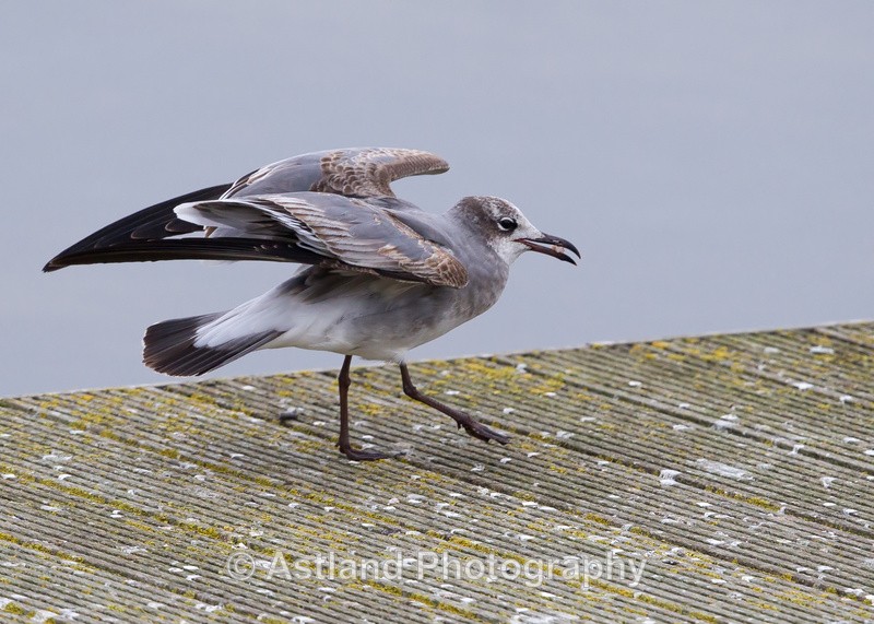 Astland Photography, Bird and Wildlife Images, Susan and Peter Wilson, U.K.