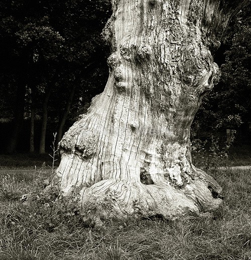 Tree Trunk - The Black & White Gallery