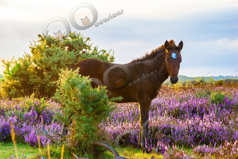 Foal-115-2 - Pet Photography