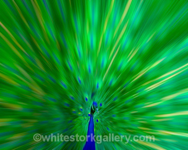 Peacock - Wildlife and Animals: Art
