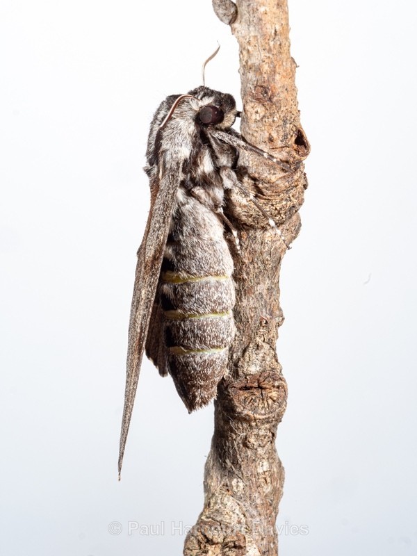 Pine hawk (Sphinx pinastri).  - Insects, Spiders and other Animals