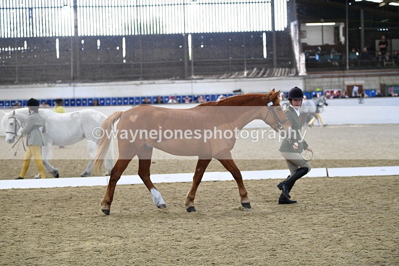 WJ5_4412 - Class 6 In hand M&M - Large Breeds