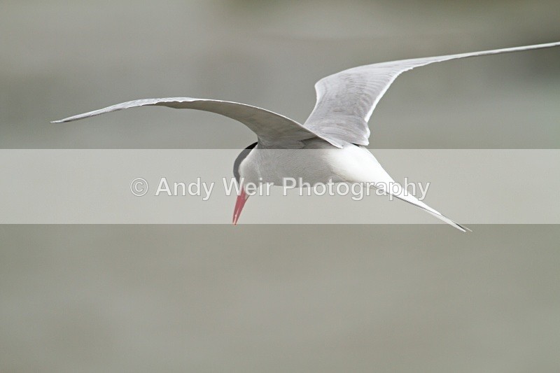 20100718_1605 - Terns