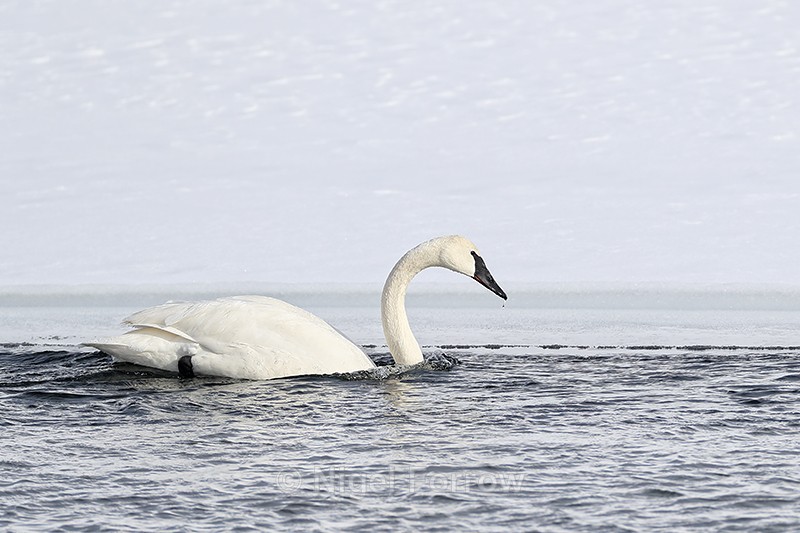Trumpeter Swan swimming, Yellowstone River, Wyoming, USA - Trumpeter Swan