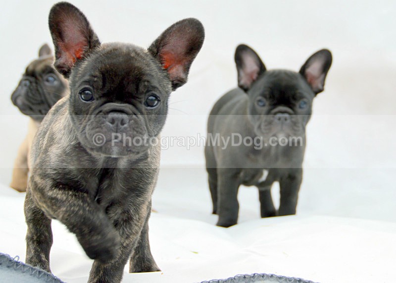  - French Bulldogs