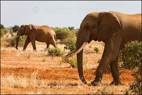 Striding elephants - Kenya, Tsavo East