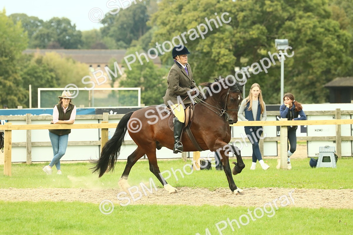 SBM_71995 - S60 - Mountain & Moorland Ridden Large Breeds