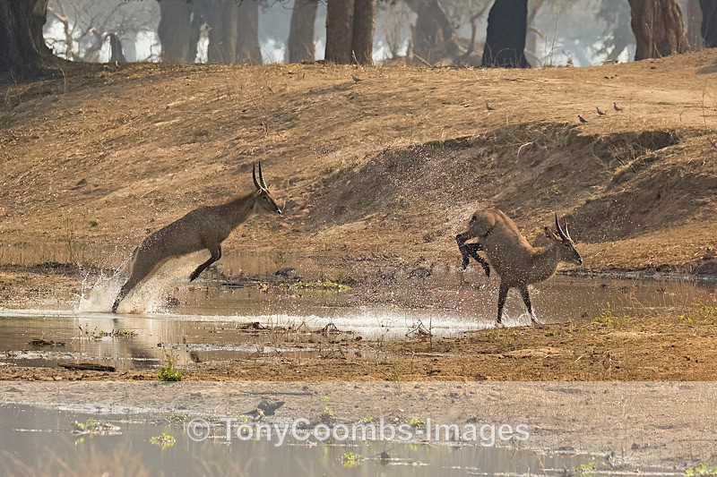 Waterbuck - Mana Pools ~ The Mammals
