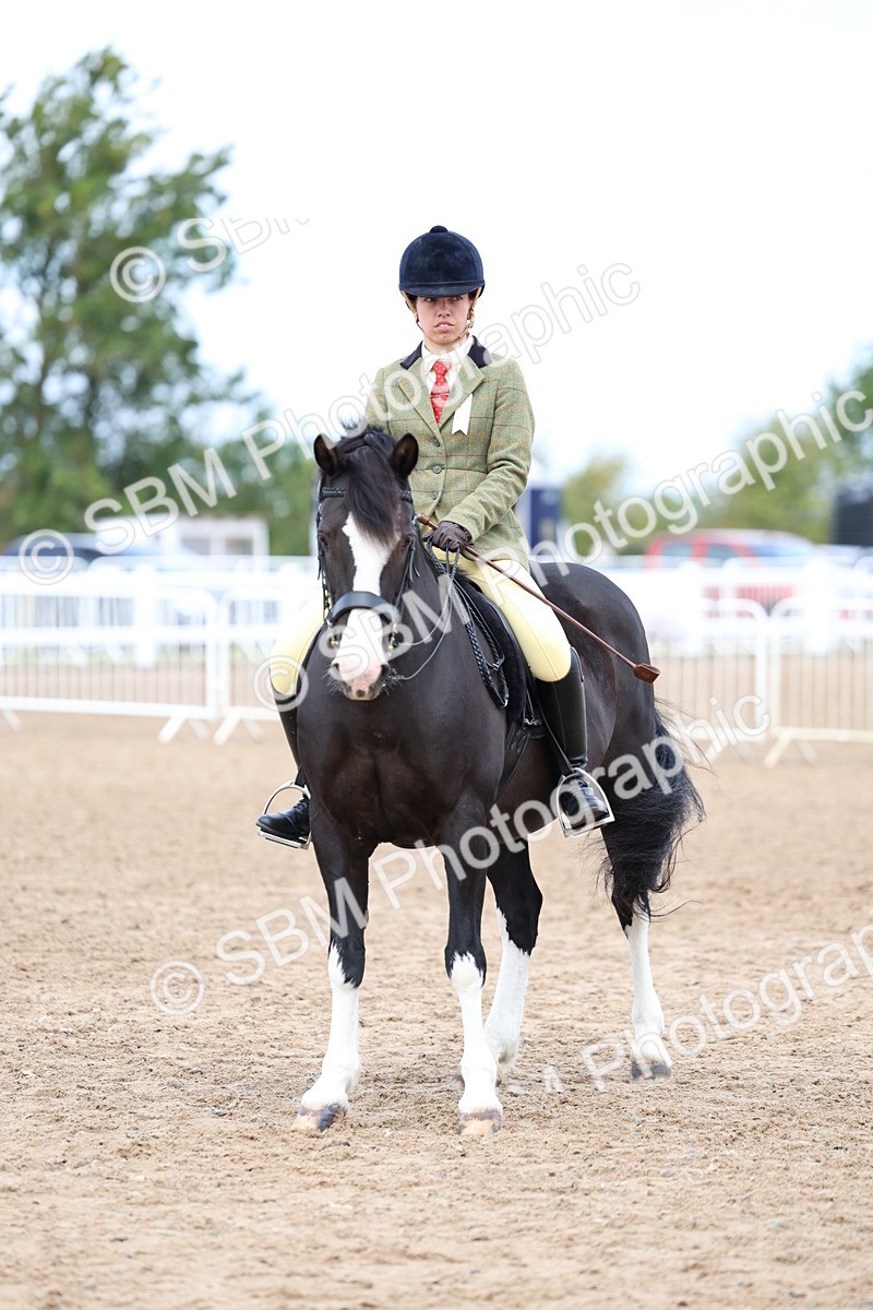 SBM_01508 - Class 17 - Prettiest Mare