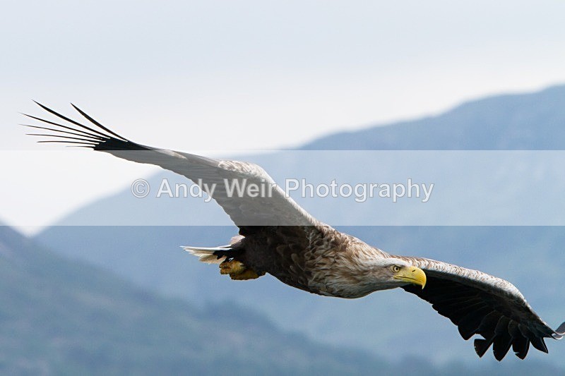 20120529-_MG_9255 - White Tailed Eagle
