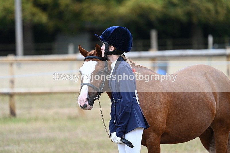 WJ7_8404 - Class 4 Prettiest Mare up to 14.2hh