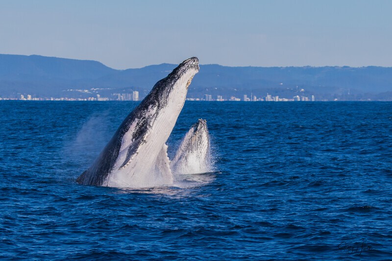 Mother and Calf double Breach 1 0A3A7084 - Humpback Whales