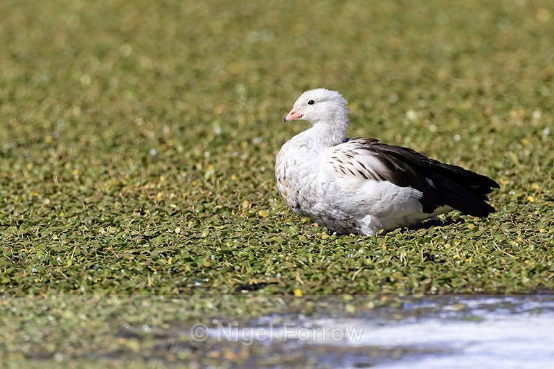 Andean Goose, Rio Putana, Chile - Andean Goose