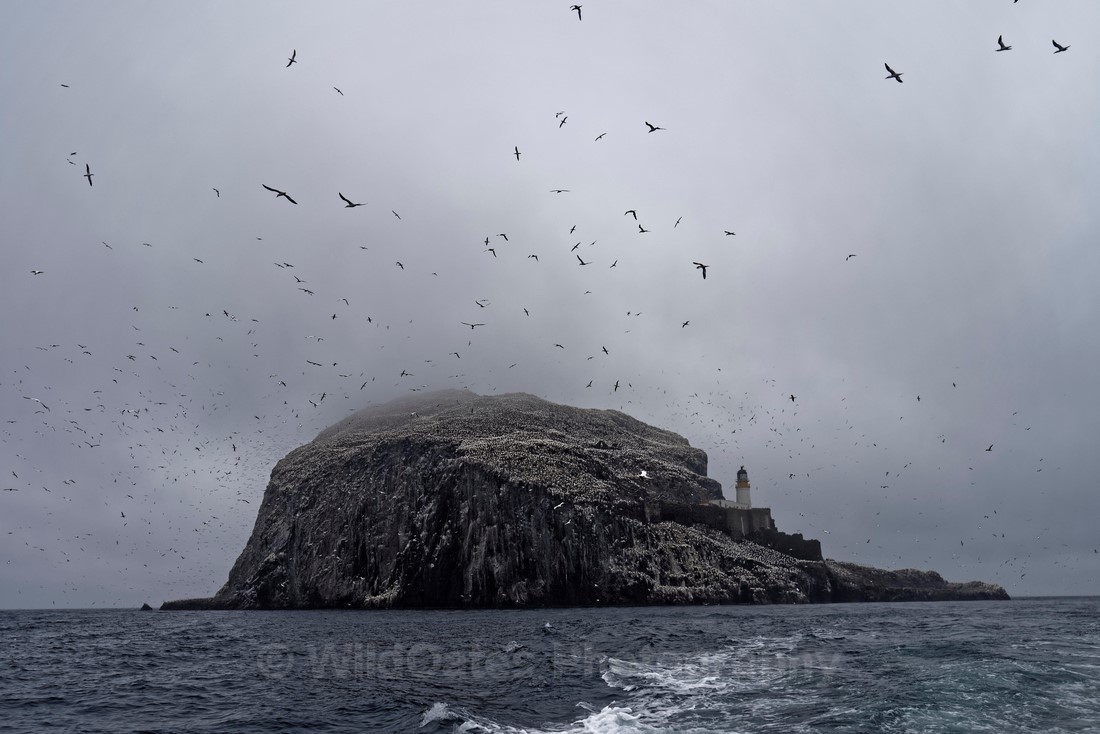 Gannets_0005 - Bass Rock