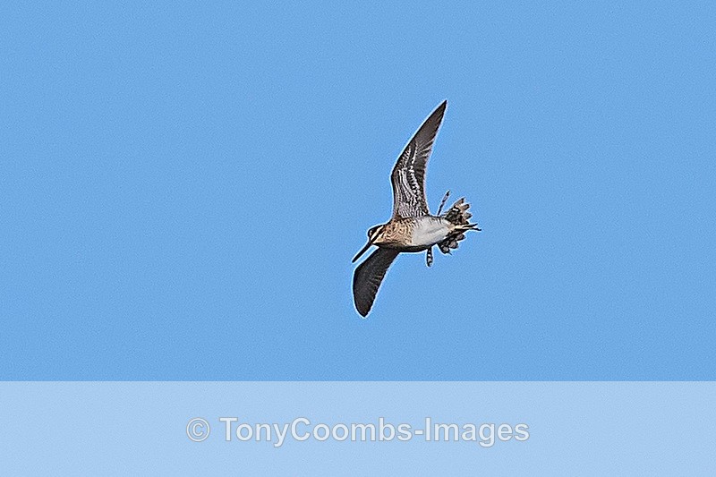 Snipe - drumming flight  (record shot) - Iceland