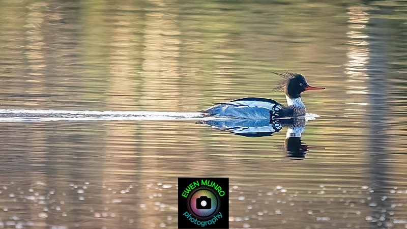 BBW-21-Red Breasted Merganser - Water-based Birds