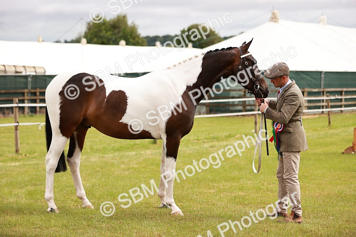 SBM_00831 - Class 26-30 Sport Horse In Hand