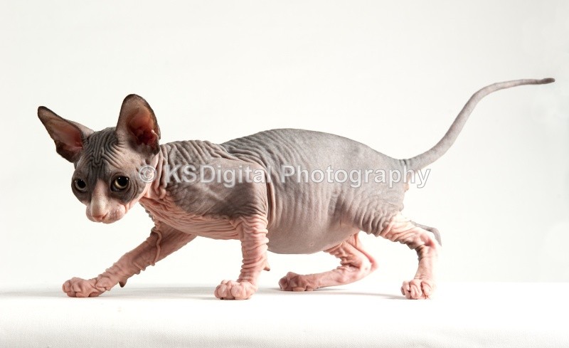  - Misfits Sphynx