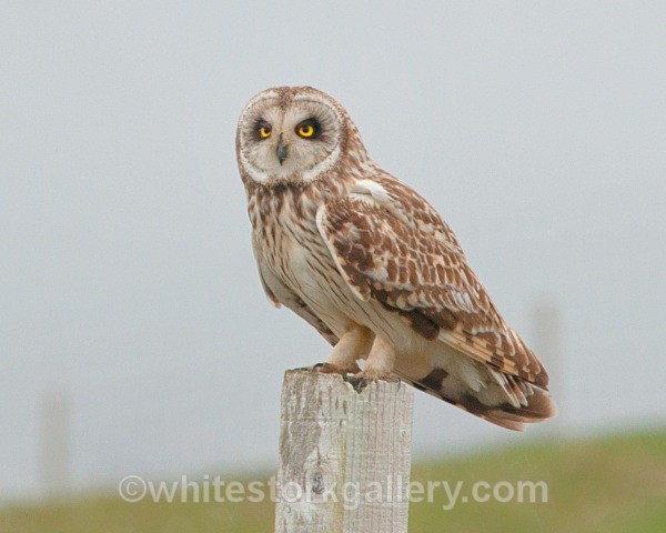 Short Eared Owl, Uist - Scottish Highlands