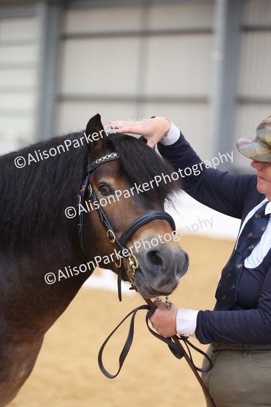 20260913-1763 - Class 117 - Stallion 4years and over