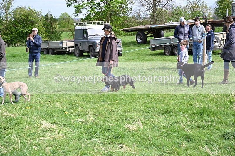 WJ6_8834 - Class 8 Best Working / Gun Dog or Bitch