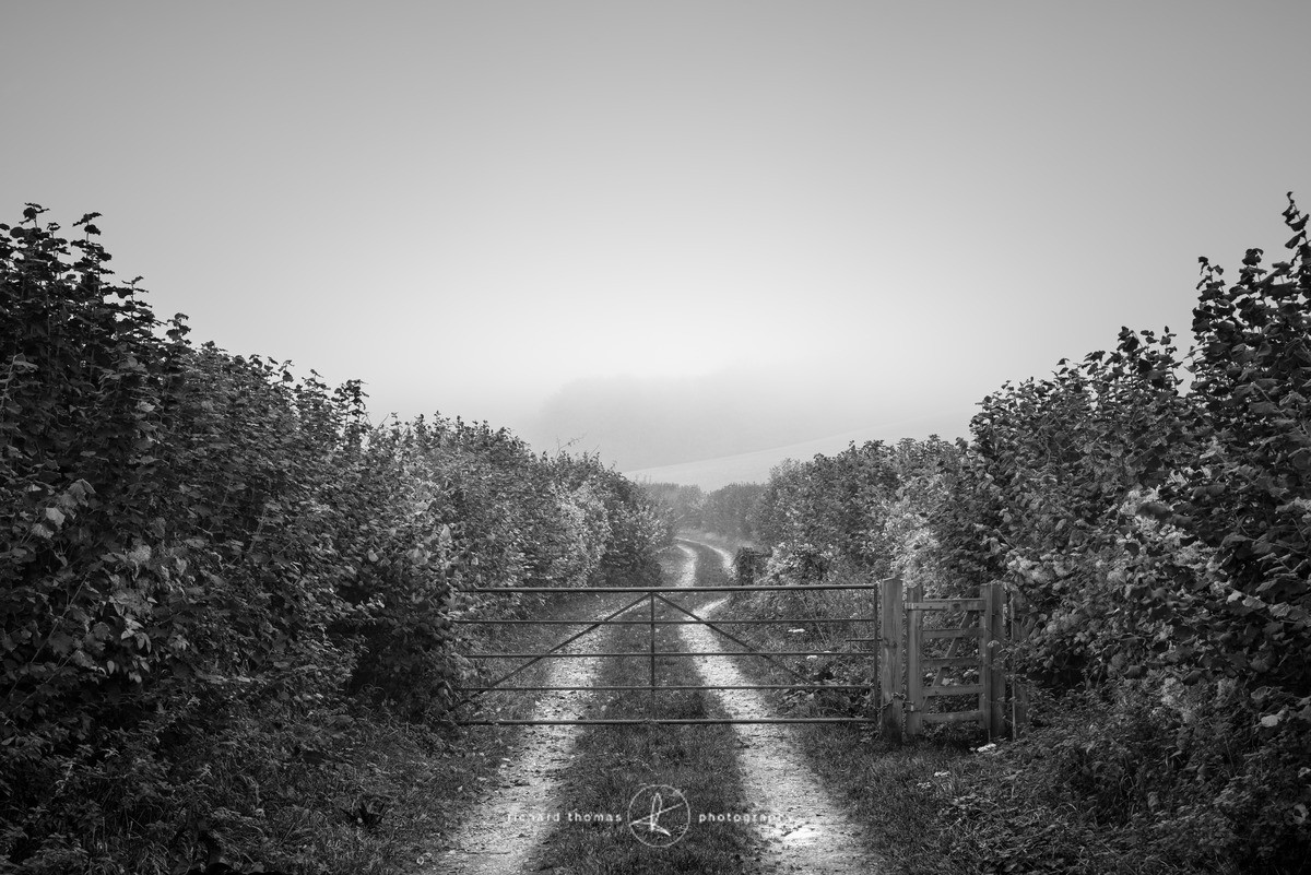 Access by foot - Mono Mist Trees