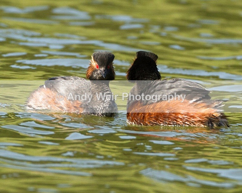 20110410-IMG_3152 - Black-necked Grebe